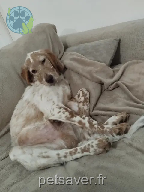 chien reunited 17570 Les Mathes Valco