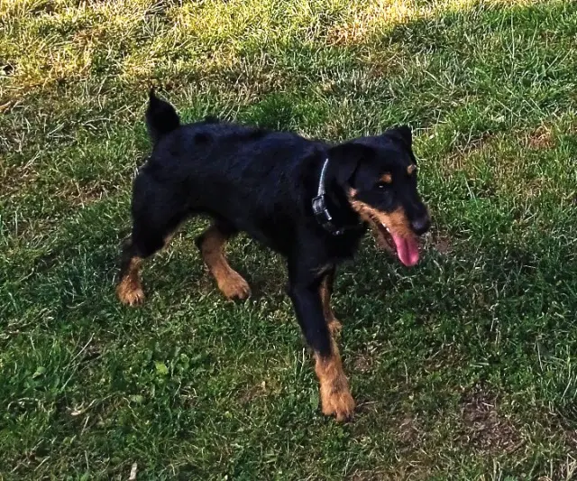 chien reunited   18600 Vereaux Capone