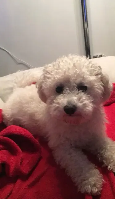 chien reunited   18100 Vierzon Hawaï