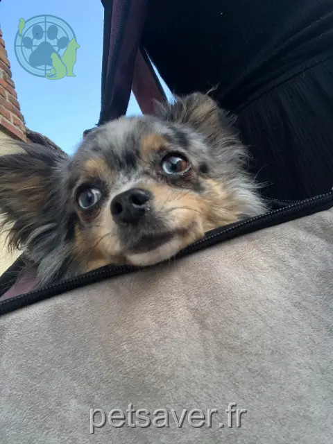 chien reunited   18230 Saint-Doulchard Leetchy