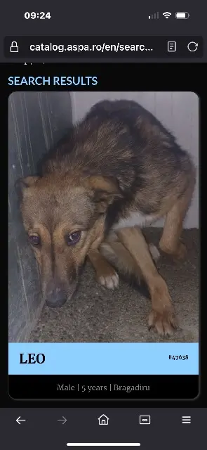 chien reunited   18140 Saint-Léger-le-Petit Leo