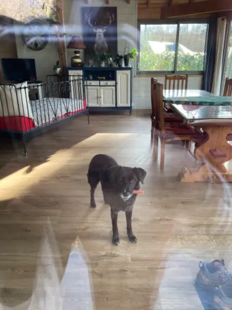 chien reunited   19320 Marcillac-la-Croisille Mip