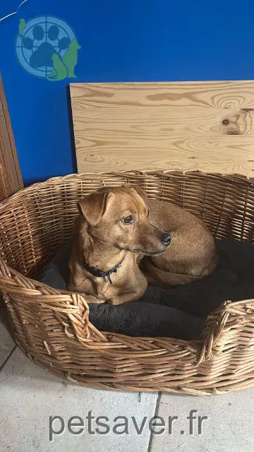cane reunited 21910 Noiron-sous-Gevrey Caramel