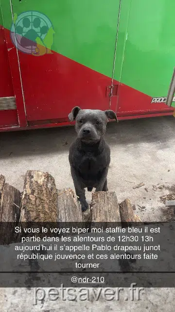 chien reunited   21000 Dijon Pablo