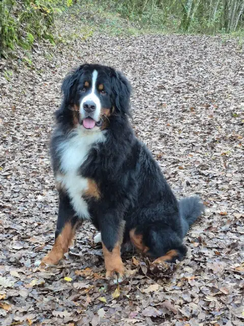 chien reunited   21000 Dijon Romeo