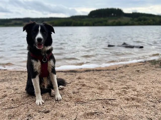 chien reunited   21390 Clamerey Django