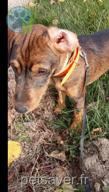 perro reunited   21310 Tanay Peluche