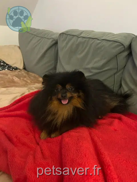 chien reunited   21160 Marsannay-la-Côte Valor