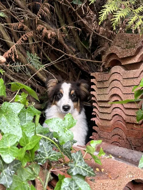 chien reunited   21600 Ouges Vasco