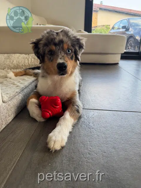 chien reunited 22940 Plaintel Benco