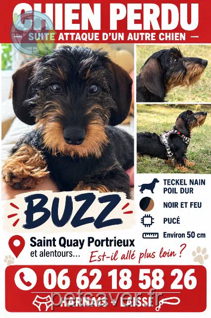 chien reunited 22410 Saint-Quay-Portrieux Buzz