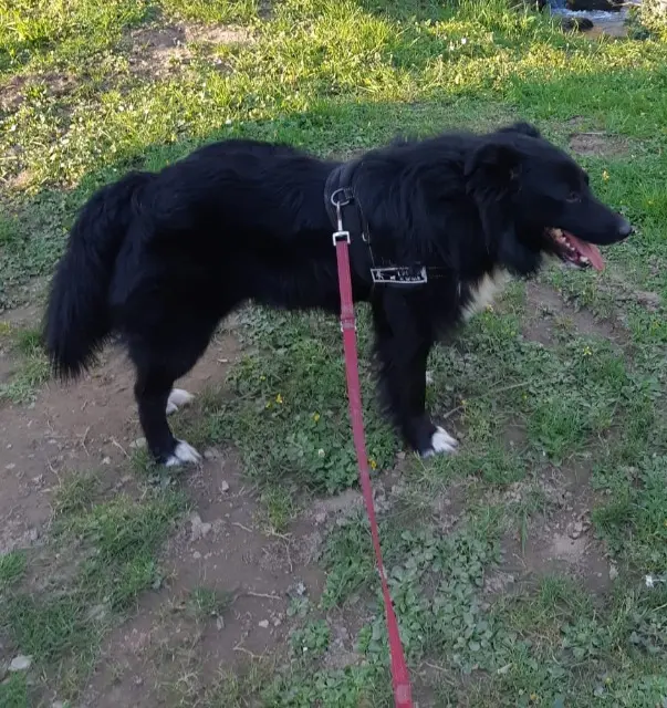 chien reunited   22210 La Prénessaye Haku