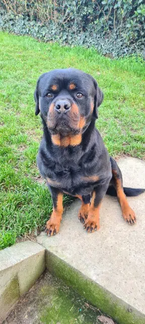 chien reunited   22350 Caulnes Nash