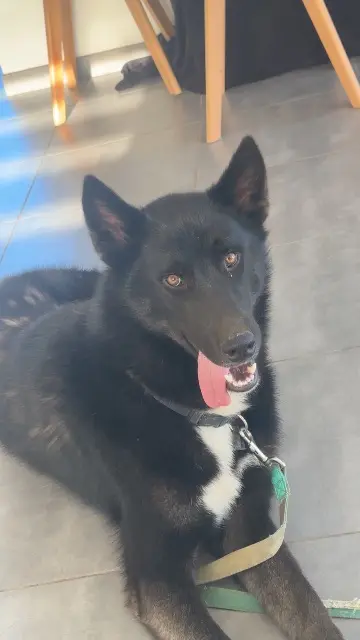 chien reunited   22370 Pléneuf-Val-André Mushu