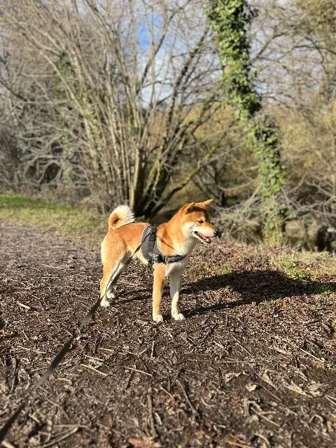 chien reunited   22340 Treffrin Uby