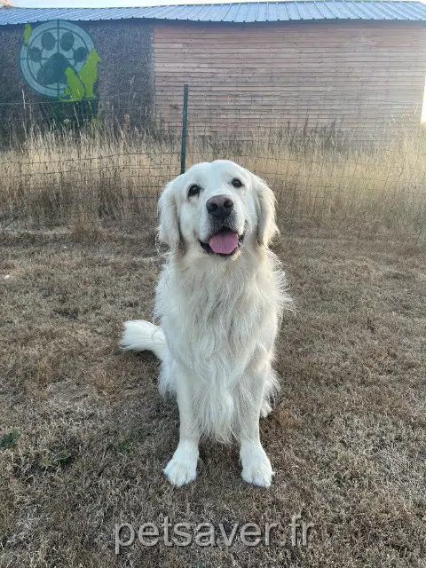 chien reunited 22940 Plaintel Vedett