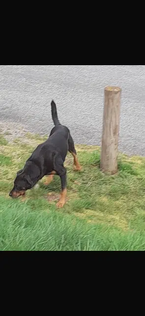 chien reunited   23000 Sainte-Feyre Rio