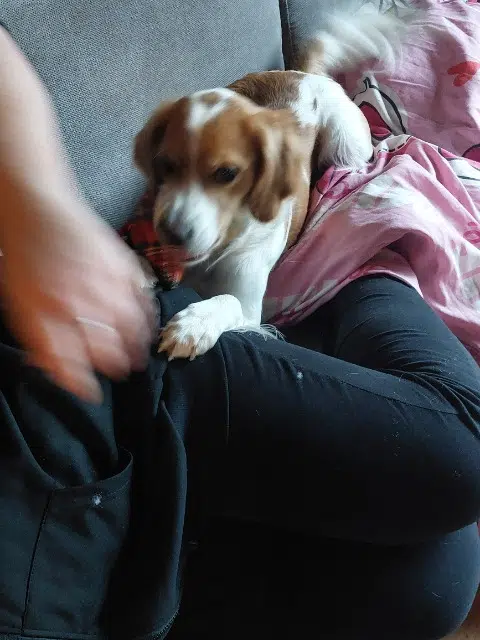 chien reunited   23210 Ceyroux Rox