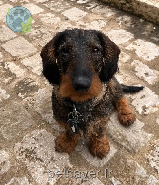 chien reunited Bassillac et Auberoche Théodore