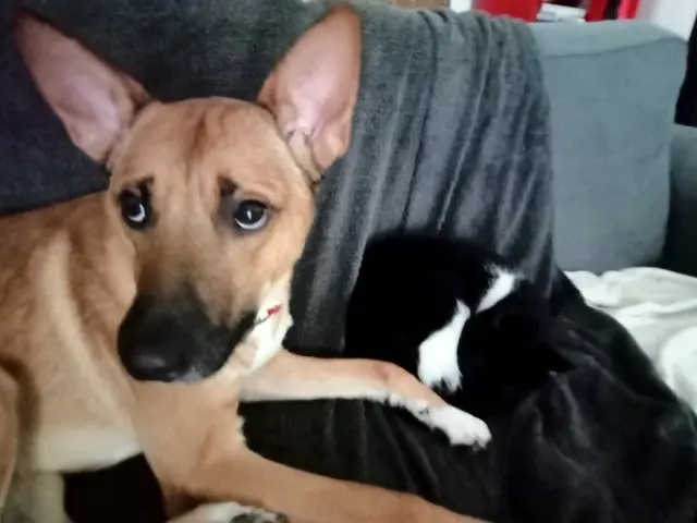 chien reunited   24430 Marsac-sur-l'Isle Jack