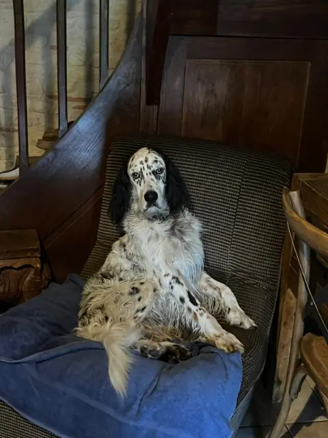 chien reunited   24400 Beaupouyet Locky