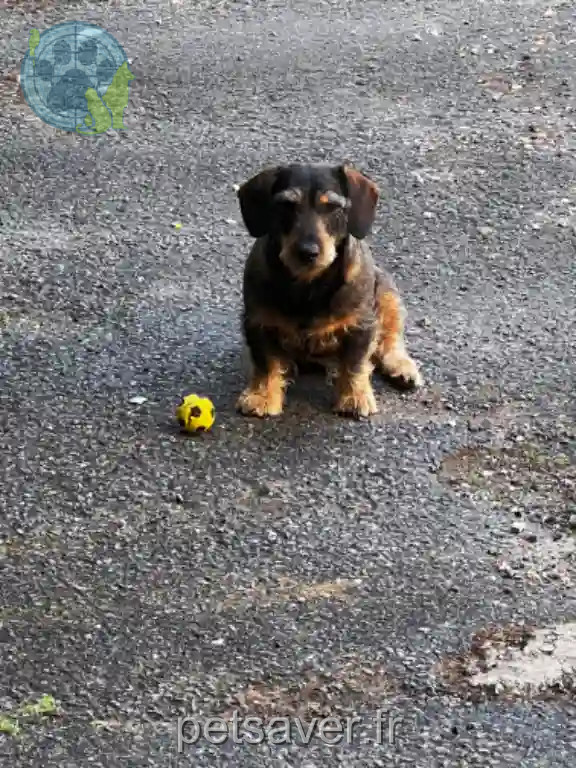 Chien Trouvé 24 Dordogne - Oskar Chien Trouvé 24 Dordogne - Oskar