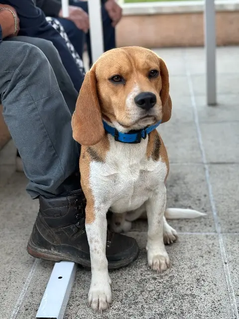 chien reunited    Sanilhac Thor