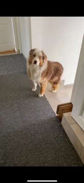 chien reunited   25000 Besançon Tarcin