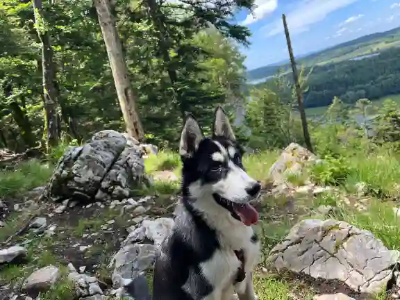 Chien Perdu 25 Doubs Besançon - Vico Chien Perdu 25 Doubs Besançon - Vico