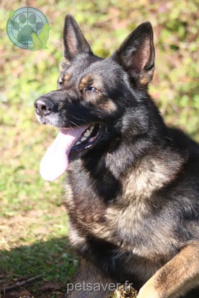 Chien Trouvé 25 Doubs - Malo Chien Trouvé 25 Doubs - Malo