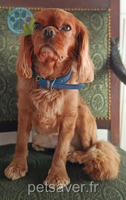chien reunited   25200 Montbéliard Prince