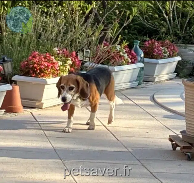 chien reunited 25200 Bethoncourt Tokyo
