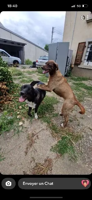 chien reunited   25400 Audincourt Vascotiana