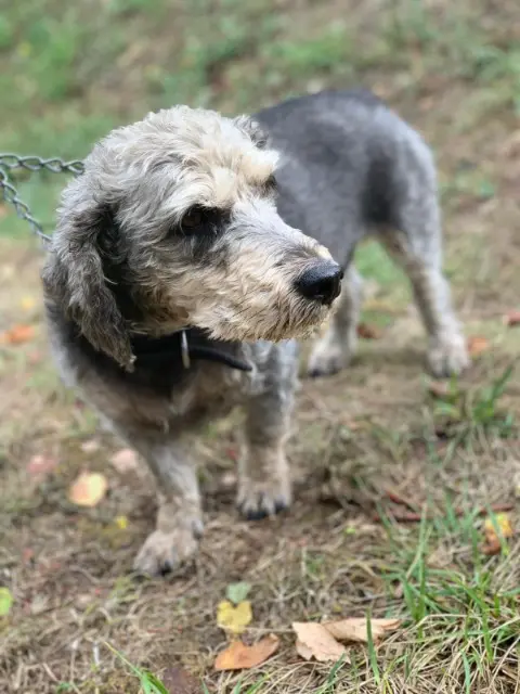 chien reunited   26170 Buis-les-Baronnies Barth