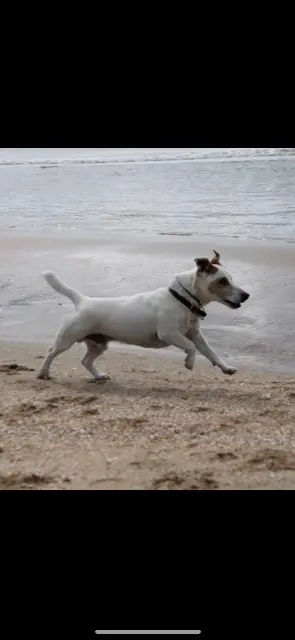 dog reunited   26270 Loriol-sur-Drôme Emdy