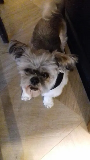 chien reunited   26240 Saint-Vallier Filou