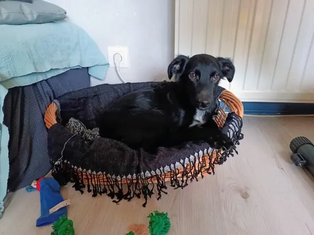 chien reunited   26300 Châteauneuf-sur-Isère Laurel