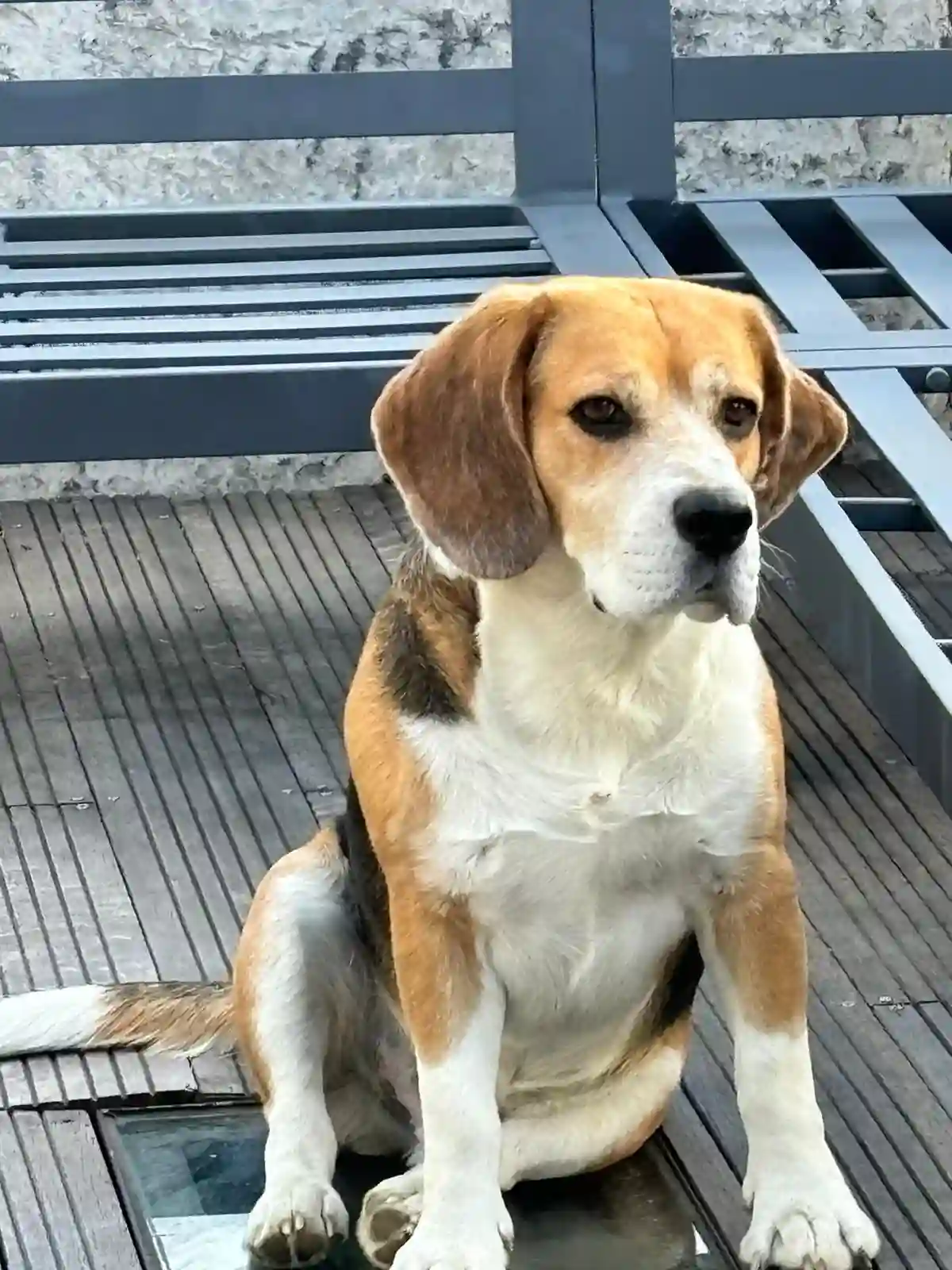 Chien Trouvé 26 Drôme - Orson Chien Trouvé 26 Drôme - Orson