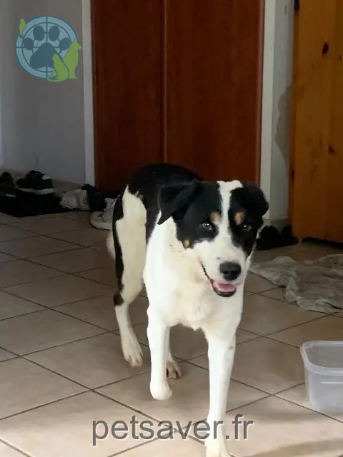 chien reunited 26330 Saint-Avit Shadow