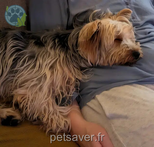 hond reunited 26200 Montélimar Topaze