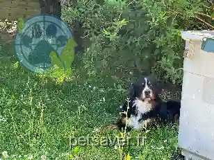 Chien Trouvé 26 Drôme - Usher Chien Trouvé 26 Drôme - Usher