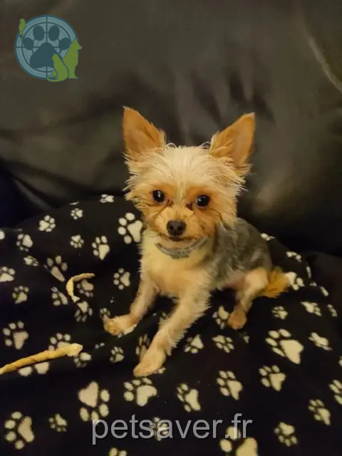 chien reunited 26000 Valence Nino