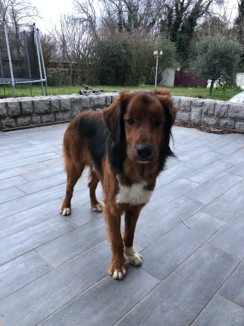chien reunited   26600 Pont-de-l'Isère Zeus