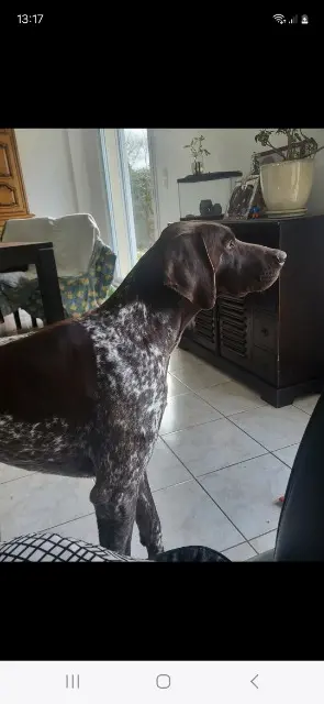 chien reunited   27410 Le Noyer-en-Ouche Amandine Ladrou