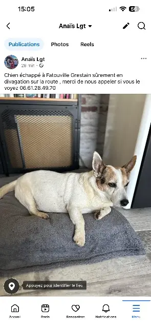 chien reunited   27210 Fatouville-Grestain Cookie