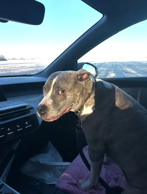 chien reunited   27930 Angerville-la-Campagne Denver