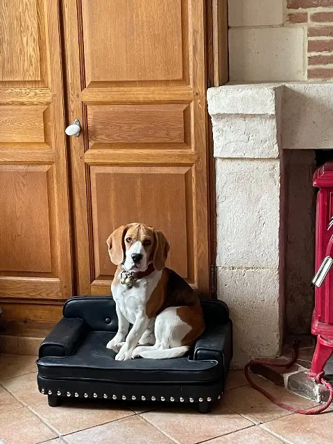 chien reunited   27290 Bonneville-Aptot Gaston