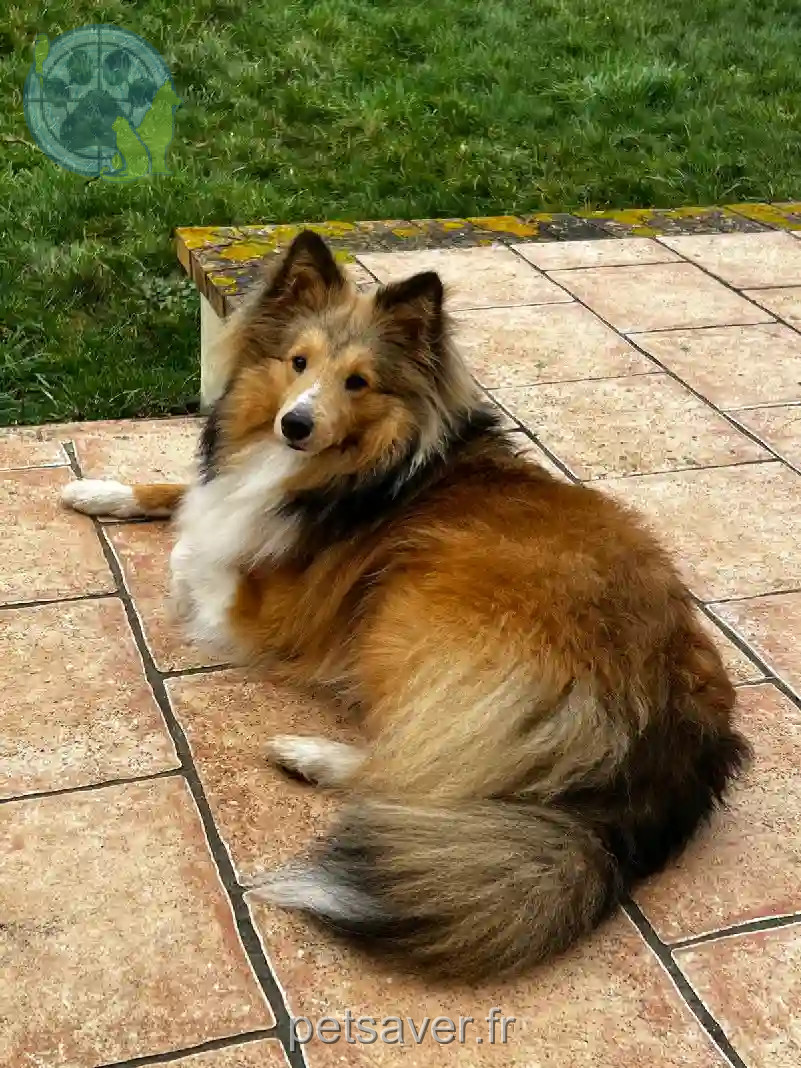 Chien Trouvé 27 Eure - Uki Chien Trouvé 27 Eure - Uki