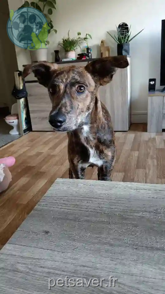 Chien Trouvé 27 Eure - Ulysse Chien Trouvé 27 Eure - Ulysse
