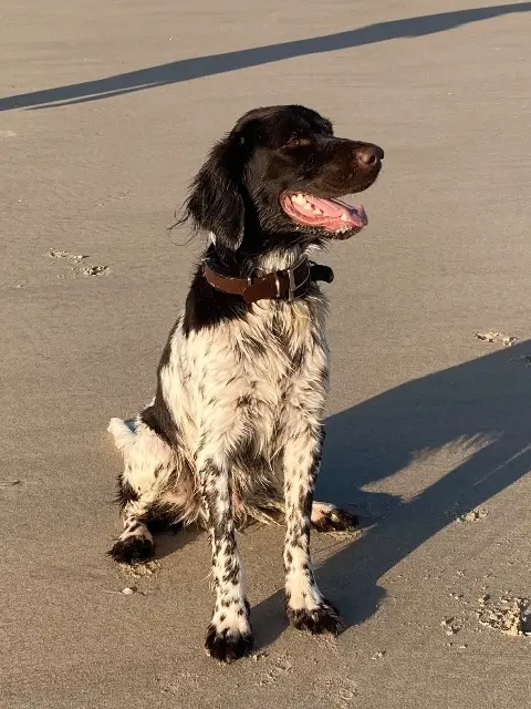 chien reunited   27310 Saint-Ouen-de-Thouberville Unick